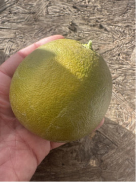 Citrus x sinensis 'Lanelate' / Oranger