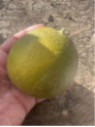 Citrus x sinensis 'Lanelate' / Oranger