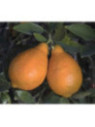 Citrus x sinensis orangequat Nippon