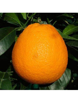 Citrus sinensis 'Valencia Midknight'/ Oranger valencia Midknight