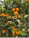 Citrus sinensis 'Valencia Midknight'/ Oranger valencia Midknight