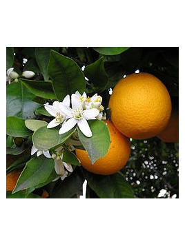 Citrus x sinensis / Oranger