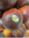 Citrus x sinensis 'Violette des vallées' / Oranger Sanguine