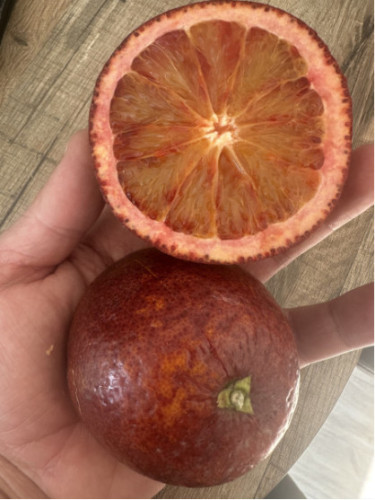 Citrus x sinensis 'Violette des vallées' / Oranger Sanguine