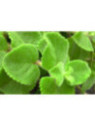 Origan cubain - Gros thym antillais - Plectranthus amboinicus