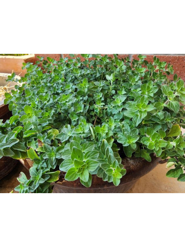Marjolaine - Origan - Origanum majorana