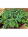 Marjolaine - Origan - Origanum majorana