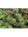 Origanum vulgare / Origan commun