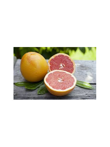 Citrus paradisi / Pomelo rose