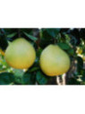 Citrus maxima 'Shaddock' / Pamplemousse