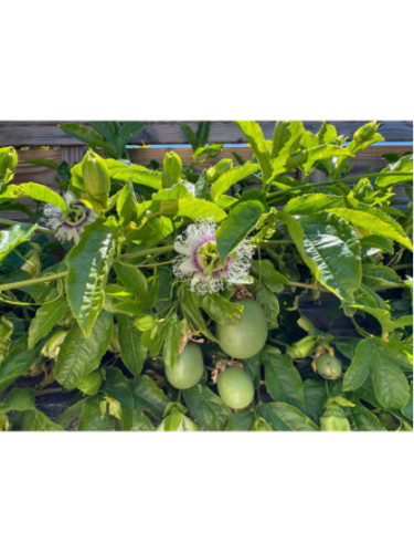 Passiflora edulis 'Flame ruby' / Passiflore / Fruit de la passion