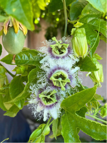 Passiflora edulis 'Flame ruby' / Passiflore / Fruit de la passion