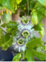 Passiflora edulis 'Flame ruby' / Passiflore / Fruit de la passion