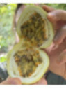 Passiflora edulis 'Panama gold' / Passiflore / Fruit de la pas.