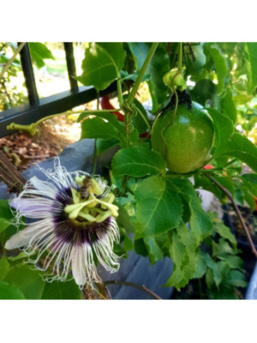 Passiflora edulis 'Panama gold' / Passiflore / Fruit de la pas.