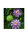 Passiflora incarnata / Passiflore officinalis de semi (fruitière)