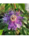 Passiflora incarnata 'Eia Popeia®' de bouture / Passiflore