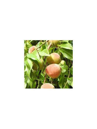 Prunus persica 'Amsden' / Pêcher
