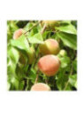 Prunus persica 'Amsden' / Pêcher