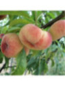 Prunus persica 'FlatNice regalcake®' / Pêche plate blanche