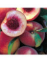 Prunus persica 'Grosse mignonne' / Pêcher