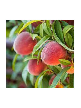 Prunus persica 'Red Haven' / Pêcher