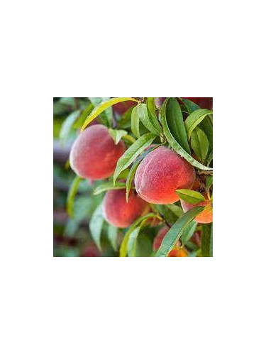 Prunus persica 'Red Haven' / Pêcher