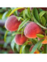 Prunus persica 'Red Haven' / Pêcher