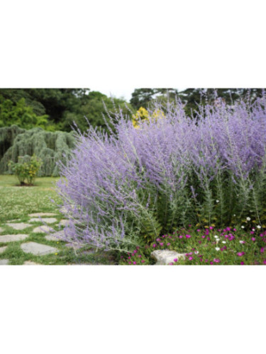 Perovskia atriplicifolia 'Blue Spire'