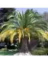Phoenix canariensis / Palmier des Cananries