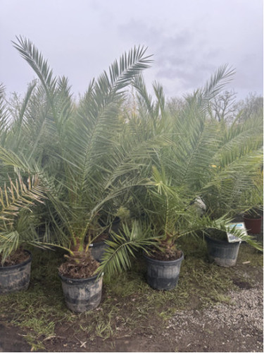 Phoenix canariensis / Palmier des Cananries