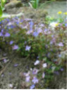 Veronica peduncularis 'Georgia Blue'