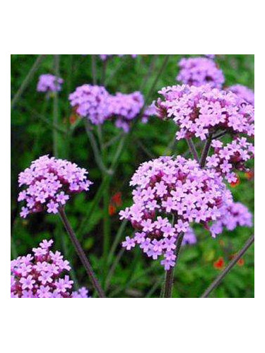 Verbena bonariensis 'Lollipop' / Verveine de Buenos Aires