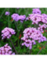 Verbena bonariensis 'Lollipop' / Verveine de Buenos Aires