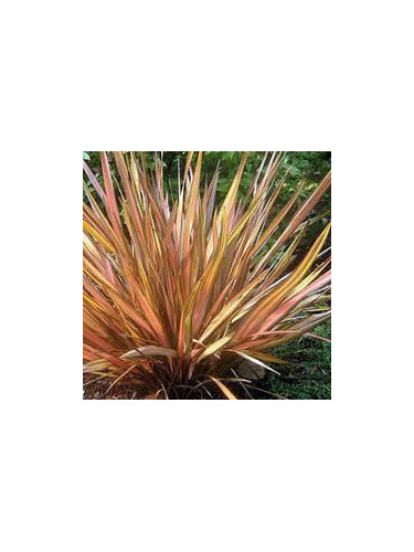 Phormium cookianum 'Apricot queen'