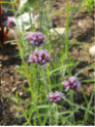 Verbena bonariensis / Verveine de Buenos Aires
