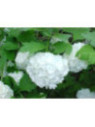 Viburnum opulus / Viorne Boule de Neige
