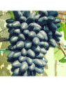 Vitis vinifera 'Damaris' / Vigne (résistante aux maladies)