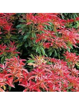 Pieris japonica 'Forest flame' / Andromède du Japon