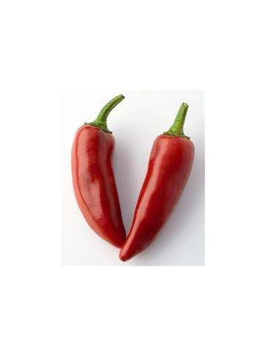 Piment d'espelette 'Gorria'