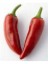Piment d'espelette 'Gorria'