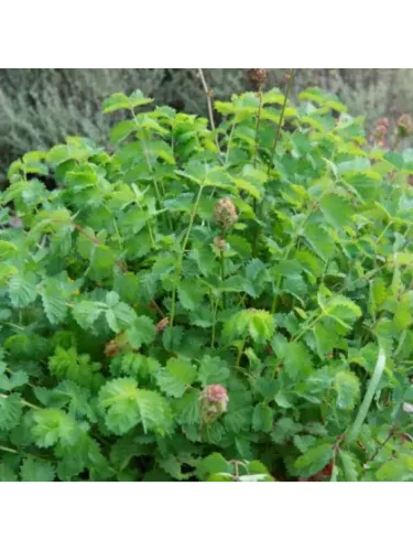 Sanguisorba minor / Petite pimprenelle