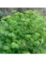 Sanguisorba minor / Petite pimprenelle