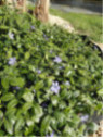 Vinca major / Grande Pervenche