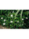 Vinca minor Alba