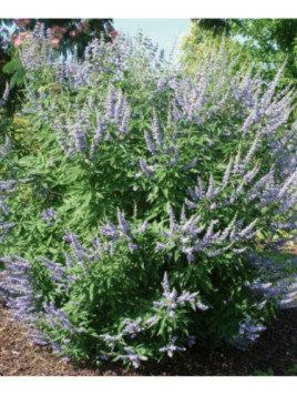 Vitex agnus castus latifolia / Gattilier / Poivre des moines