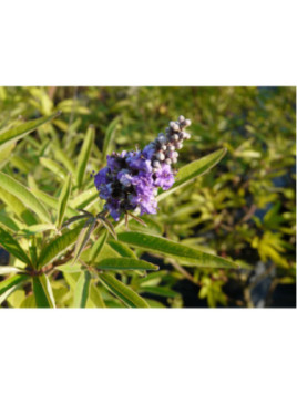 Vitex agnus castus latifolia / Gattilier / Poivre des moines