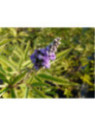 Vitex agnus castus latifolia / Gattilier / Poivre des moines