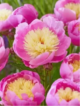 Pivoine - Paeonia lactifolia Bowl of Beauty