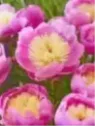 Pivoine - Paeonia lactifolia Bowl of Beauty